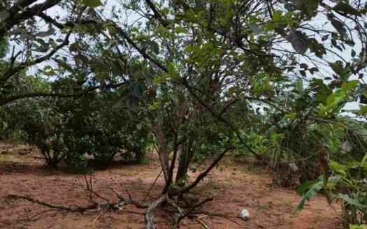 Sítio com 7,2 alqueires em Itaquiraí em Mato Grosso do Sul