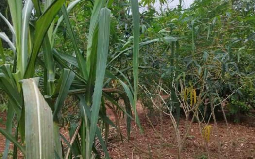 Sítio com 7,2 alqueires em Itaquiraí em Mato Grosso do Sul