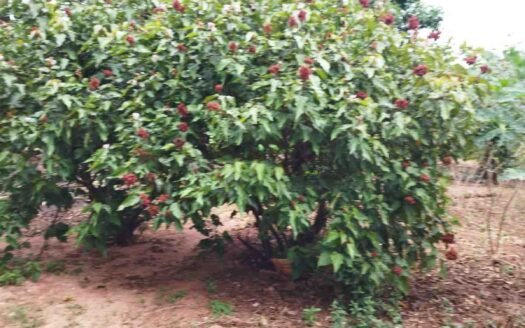 Sítio com 7,2 alqueires em Itaquiraí em Mato Grosso do Sul