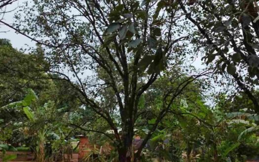 Sítio com 7,2 alqueires em Itaquiraí em Mato Grosso do Sul